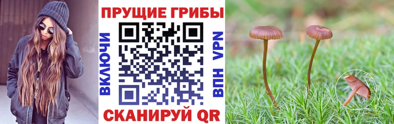hydra зеркало  купить наркотик  Лагань  Псилоцибиновые грибы мицелий 